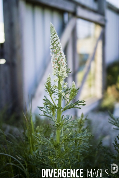 Reseda alba