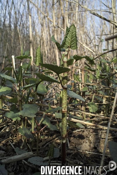 Reynoutria japonica