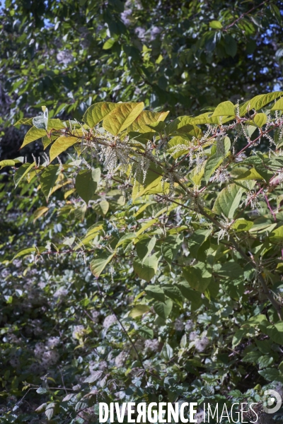 Reynoutria japonica