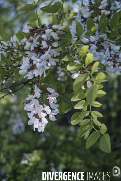 Robinia pseudoacacia