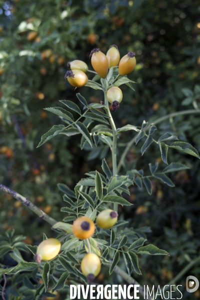 Rosa canina