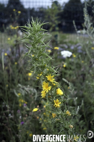 Scolymus hispanicus