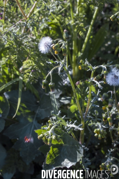 Senecio vulgaris