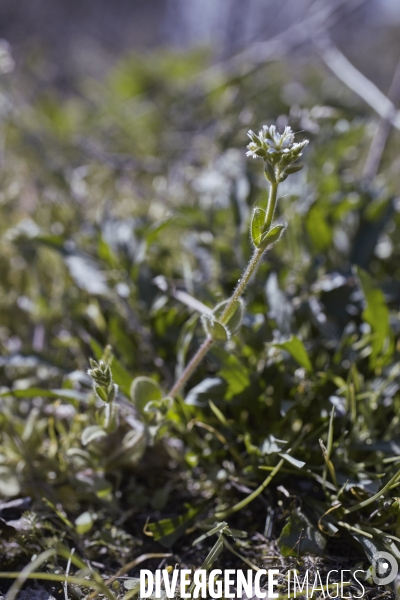 Cerastium glomeratum