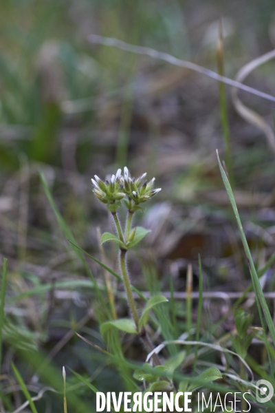 Cerastium glomeratum