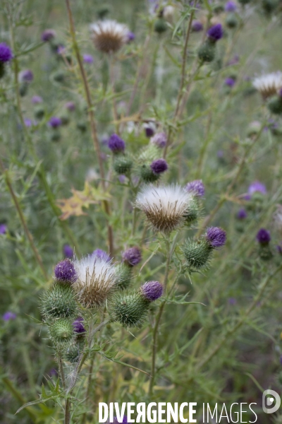 Cirsium vulgare