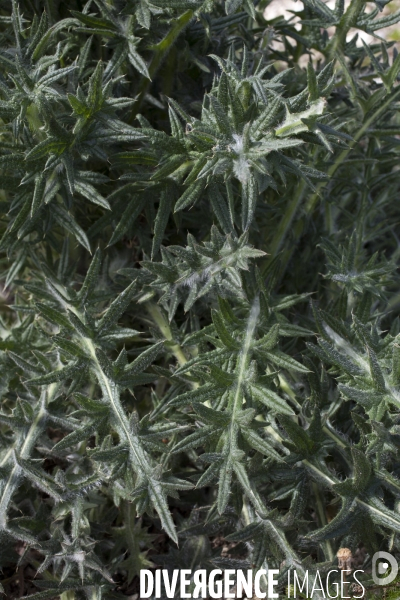 Cirsium vulgare