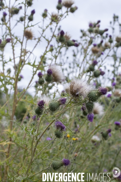 Cirsium vulgare