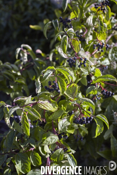 Cornus sanguinea