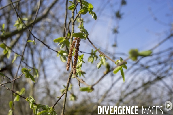 Corylus avellana