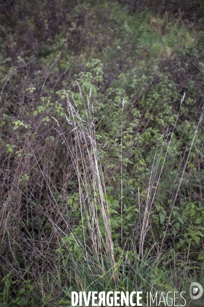 Dactylis glomerata