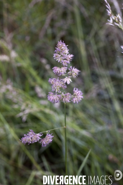 Dactylis glomerata