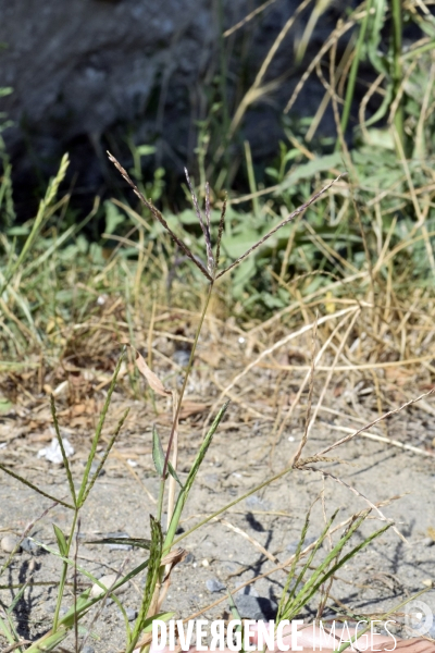 Digitaria sanguinalis