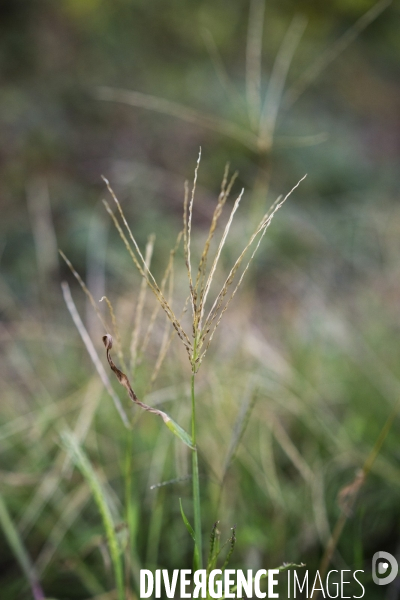 Digitaria sanguinalis