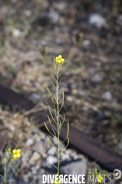 Diplotaxis tenuifolia