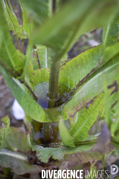 Dipsacus fullonum