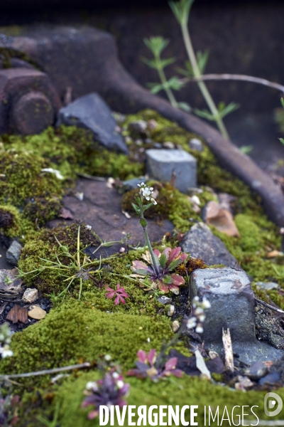 Draba verna