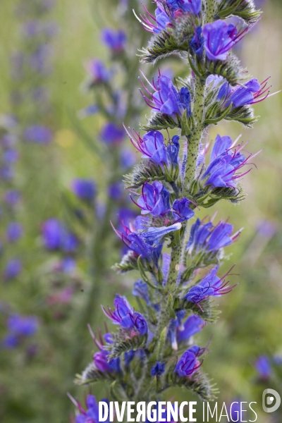 Echium vulgare