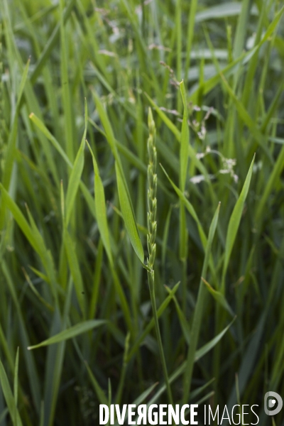 Elytrigia repens