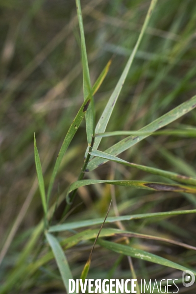 Elytrigia repens