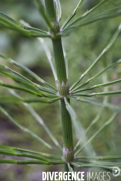 Equisetum arvense