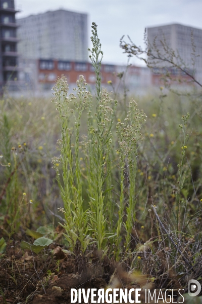 Erigeron sumatrensis