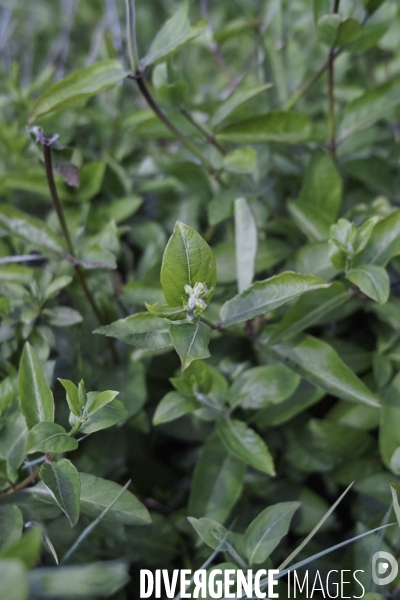 Lonicera periclymemum