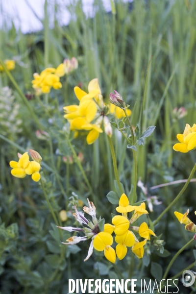 Lotus corniculatus