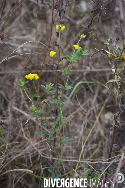 Lotus corniculatus