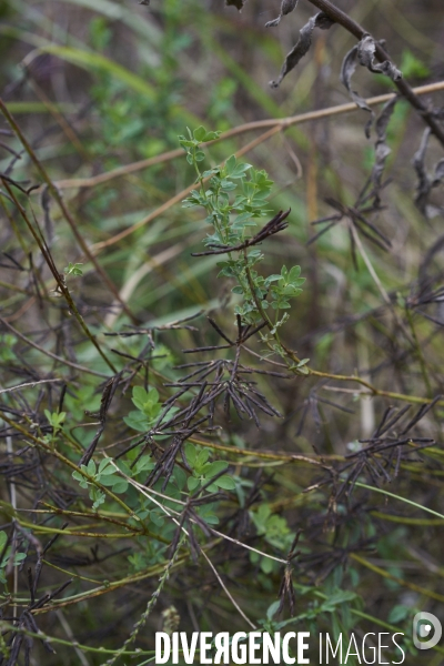 Lotus corniculatus