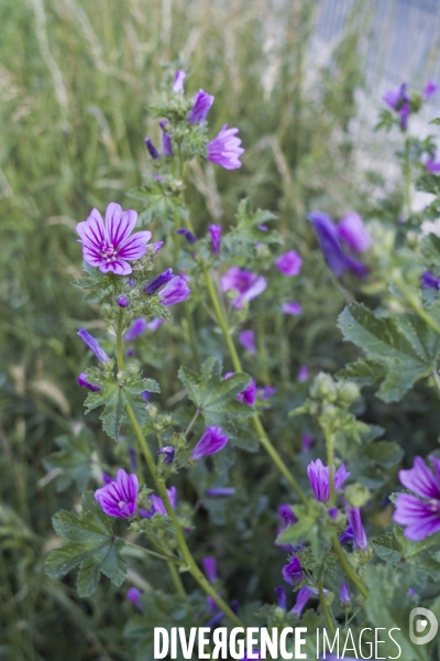 Malva sylvestri