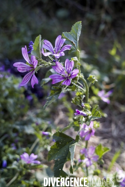 Malva sylvestri