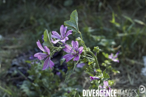 Malva sylvestri