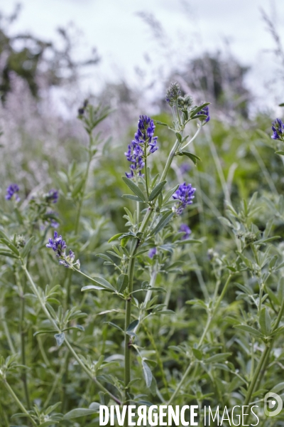 Medicago sativa