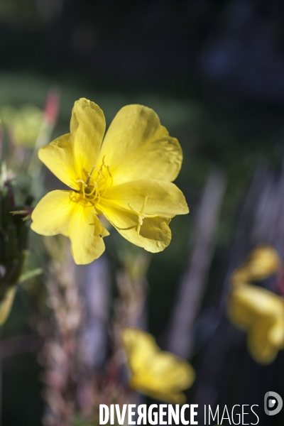 Oenothera biennis