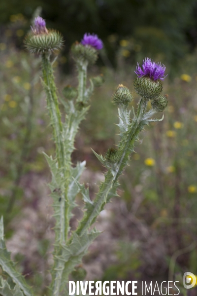 Onopordum acanthium