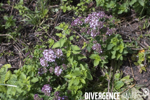 Origanum vulgare