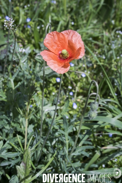 Papaver dubium