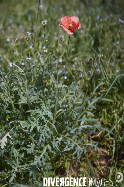 Papaver dubium