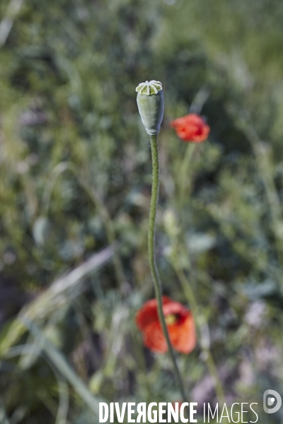 Papaver dubium