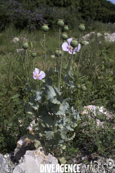 Papaver somniferum