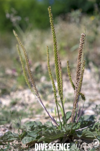 Plantago major