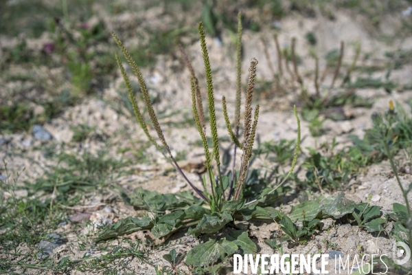 Plantago major