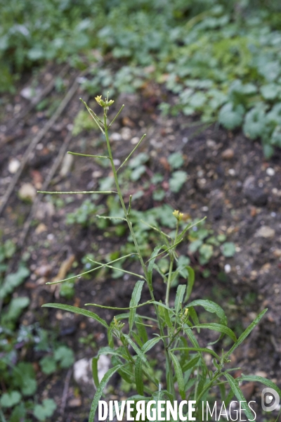 Sisymbrium orientale.