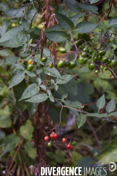 Solanum dulcamara