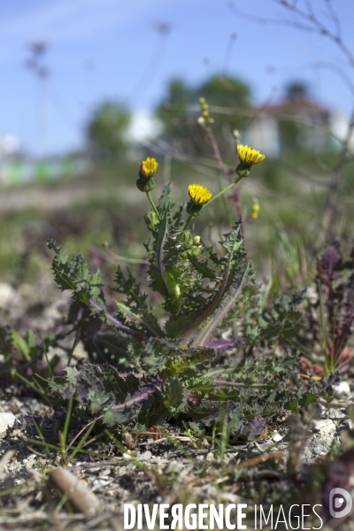 Sonchus asper