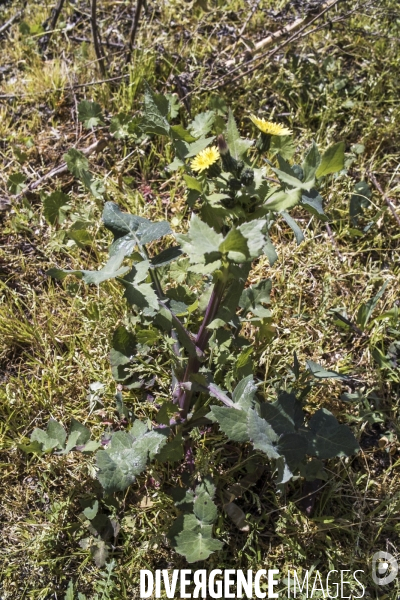 Sonchus oleraceus