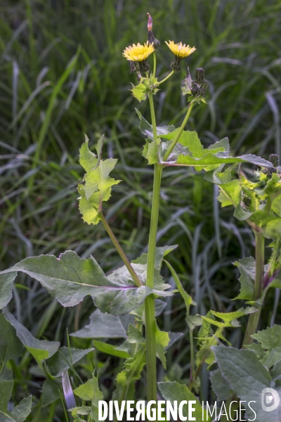 Sonchus oleraceus