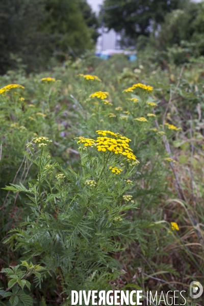 Tanacetum vulgare