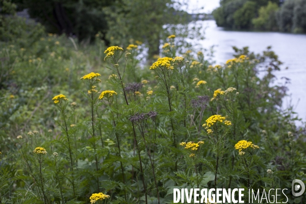 Tanacetum vulgare